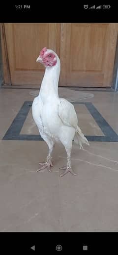 White Heera Aseel Female For Sale