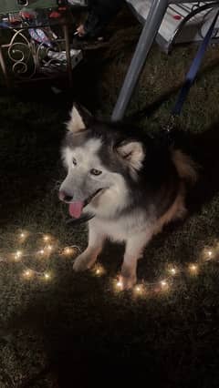 Alaskan Malamute / Husky Male