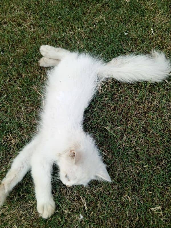 persian triple coated semi punch kitten for sale 2