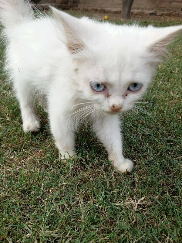 persian triple coated semi punch kitten for sale 7