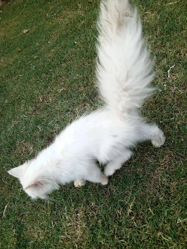 persian triple coated semi punch kitten for sale 10