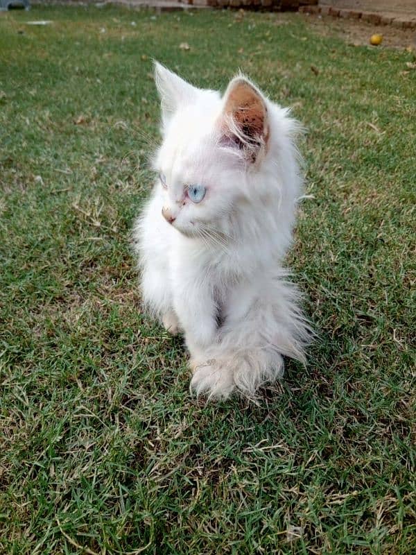 persian triple coated semi punch kitten for sale 11