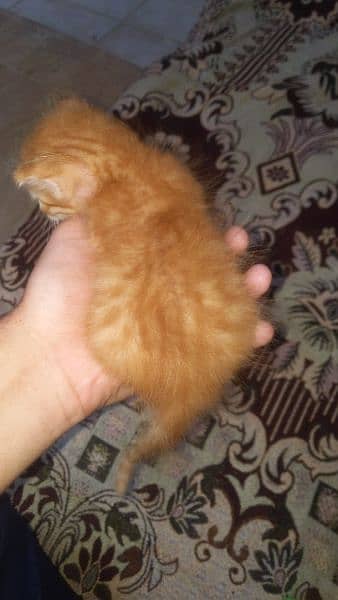 Brown Persian Kitten Triple Coated 1