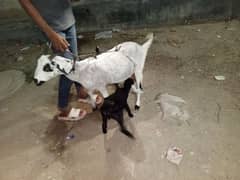 Full healthy and active goat with 2 babies