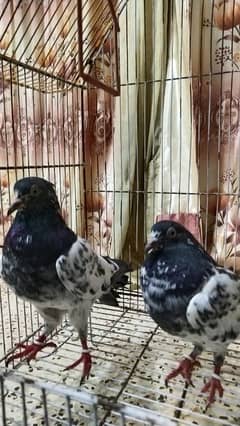 Pigeon For Sale / Imdad Hussain المشور ٹولنٹن مارکیٹ والے 03214158511