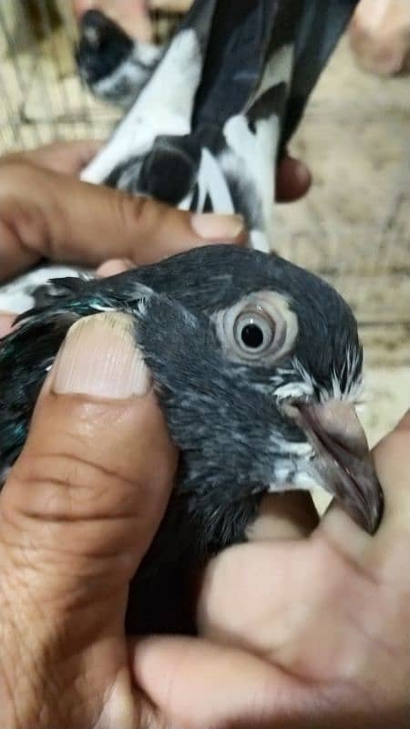 Pigeon For Sale / Imdad Hussain المشور ٹولنٹن مارکیٹ والے 03214158511 1