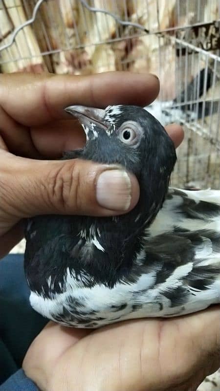 Pigeon For Sale / Imdad Hussain المشور ٹولنٹن مارکیٹ والے 03214158511 2