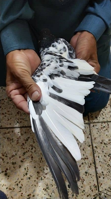 Pigeon For Sale / Imdad Hussain المشور ٹولنٹن مارکیٹ والے 03214158511 3