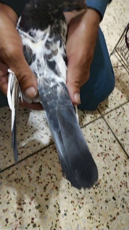 Pigeon For Sale / Imdad Hussain المشور ٹولنٹن مارکیٹ والے 03214158511 4