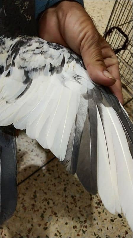 Pigeon For Sale / Imdad Hussain المشور ٹولنٹن مارکیٹ والے 03214158511 5