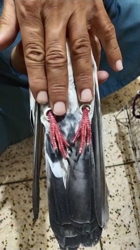 Pigeon For Sale / Imdad Hussain المشور ٹولنٹن مارکیٹ والے 03214158511 6