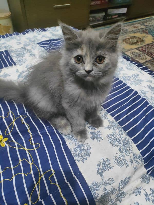 tripple layer persian breed. rare colour. cuteness overloaded 0