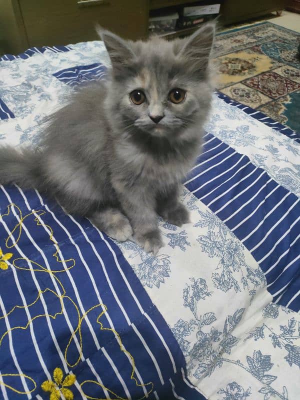 tripple layer persian breed. rare colour. cuteness overloaded 1