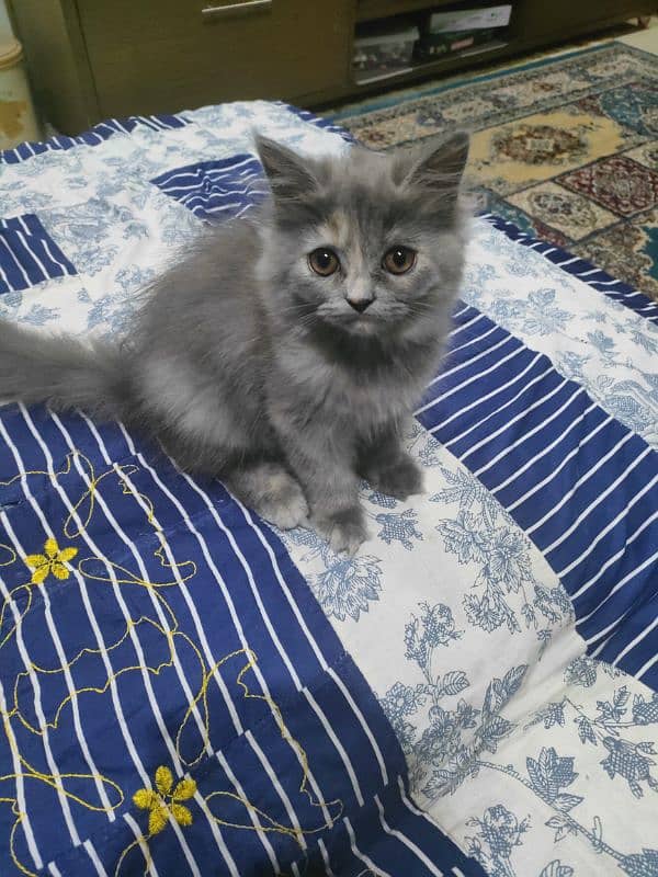 tripple layer persian breed. rare colour. cuteness overloaded 2