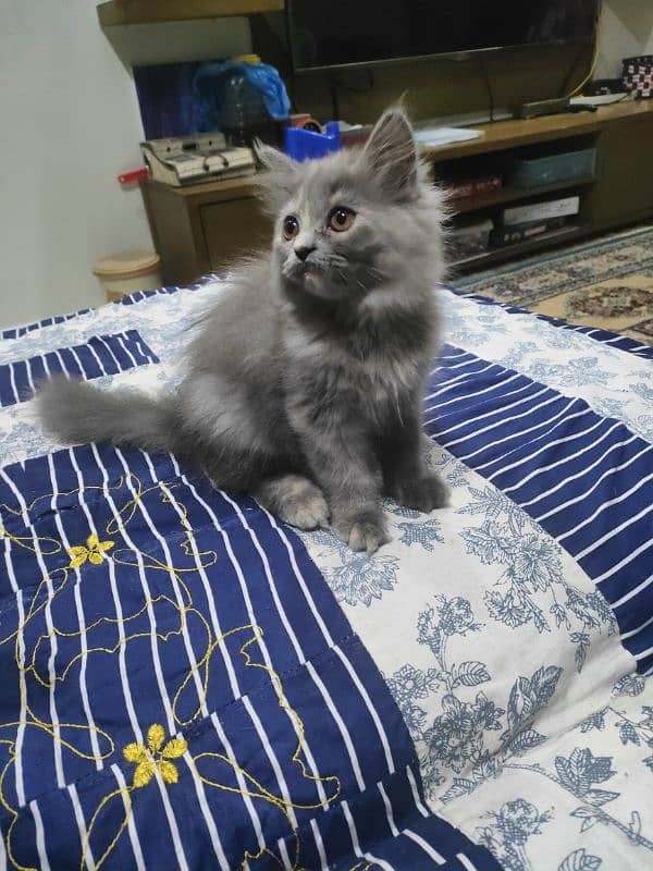 tripple layer persian breed. rare colour. cuteness overloaded 3