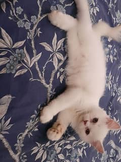 Persian cute white male kitten