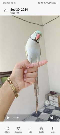 MashaAllah beautiful parrot Rambo ringneck full tame talking friendly