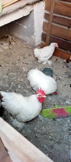 white bantam chicks 0