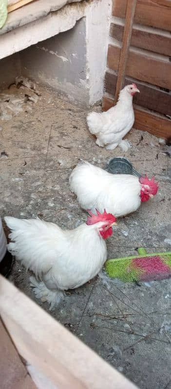 white bantam chicks 1