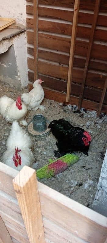 white bantam chicks 4