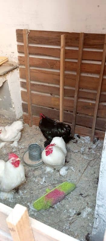 white bantam chicks 5