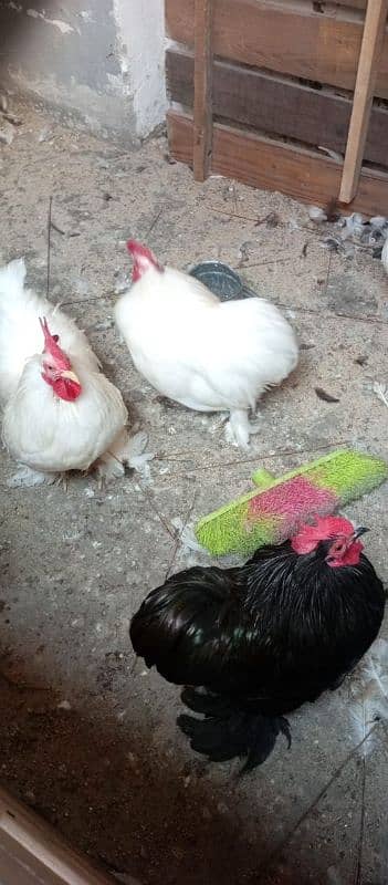 white bantam chicks 6