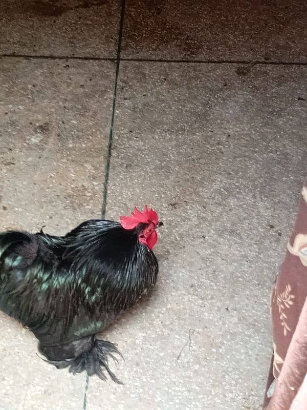 white bantam chicks 8