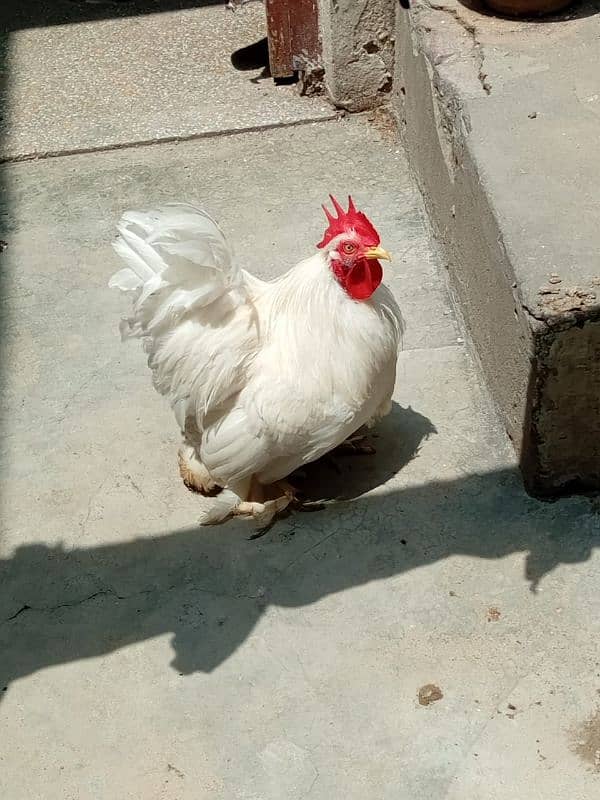 white bantam chicks 9