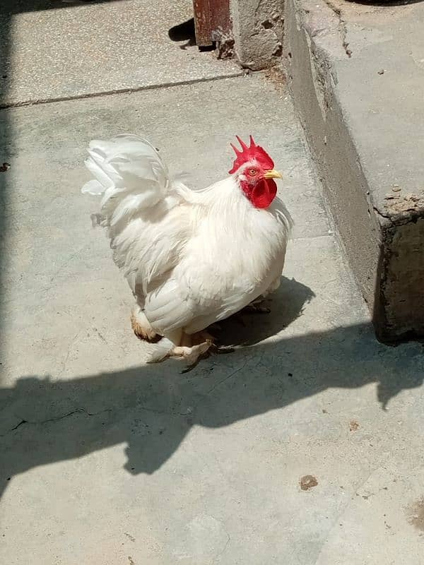 white bantam chicks 10