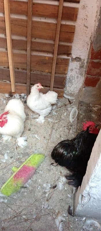 white bantam chicks 12