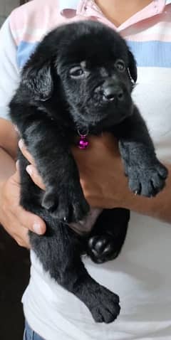 Black Labradors female puppy available