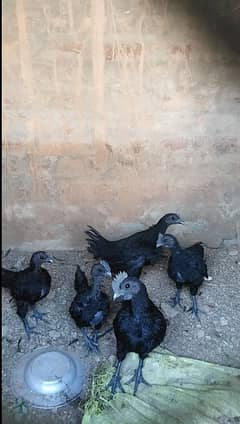 Ayam Cemani