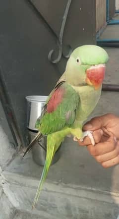 Raw parrot and love birds exchange with cocktail