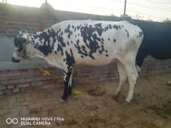 cow bachre