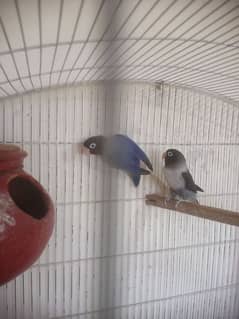 love birds healthy and active