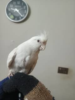 White Cockatiel Partot Male