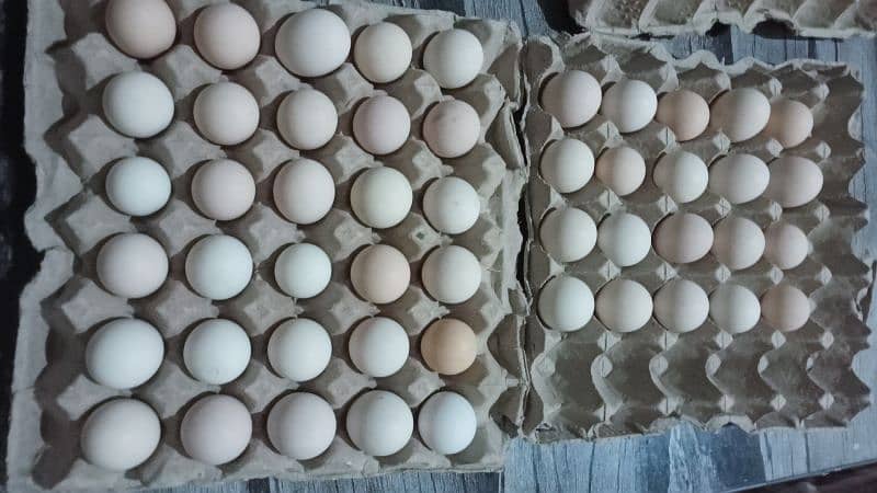 Austrolop A Quality fertile eggs 8