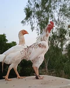 Aseel Murgha Murghi pair