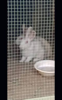 RABBITS AVAILABLE