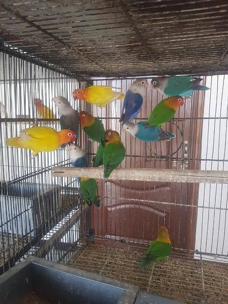 Love birds and Hogo for sale 3