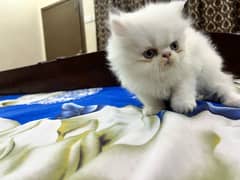 Persian cat triple coat picky face cats 0