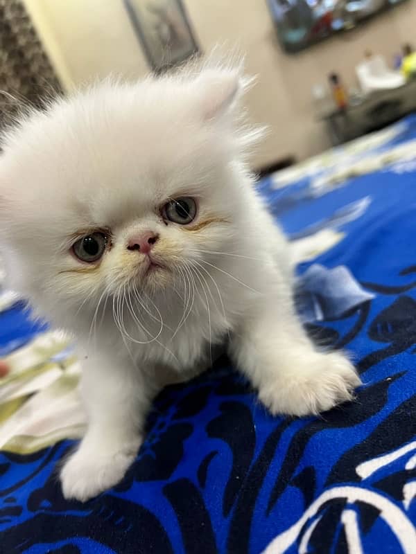 Persian cat triple coat picky face cats 1