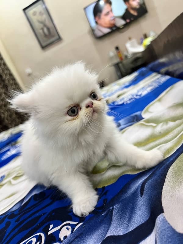 Persian cat triple coat picky face cats 2