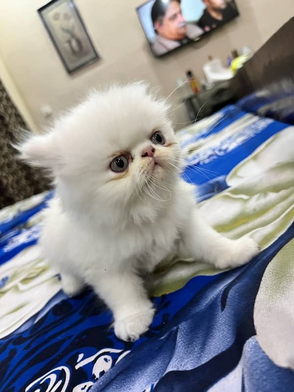 Persian cat triple coat picky face cats 3