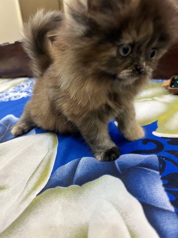 Persian cat triple coat picky face cats 11