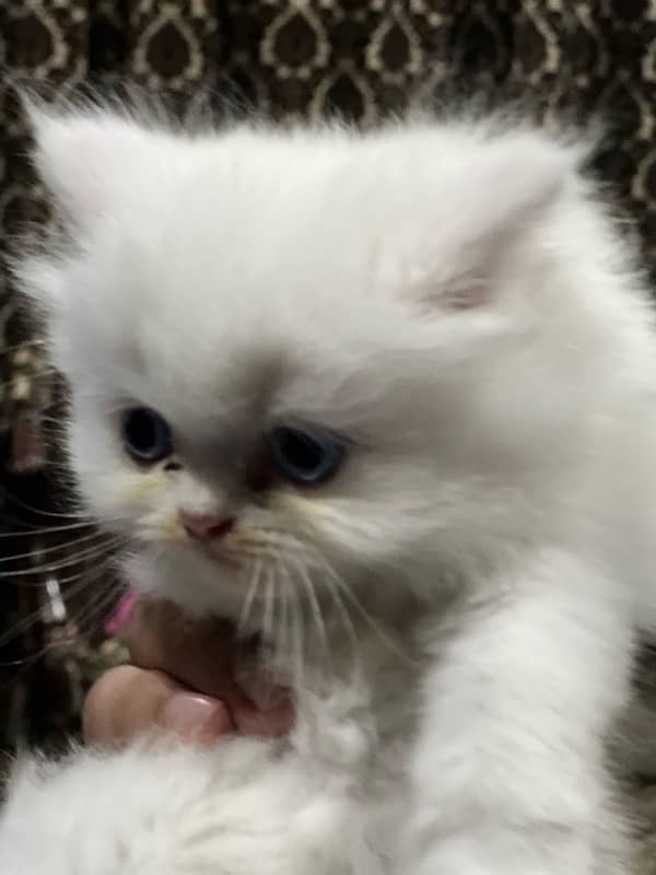 Persian cat triple coat picky face cats 17