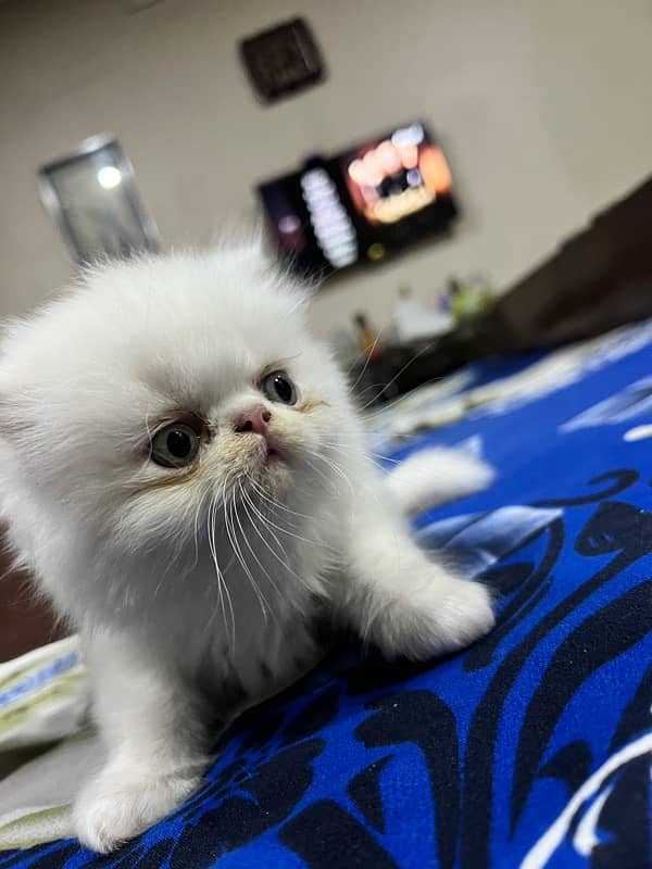 Persian cat triple coat picky face cats 18