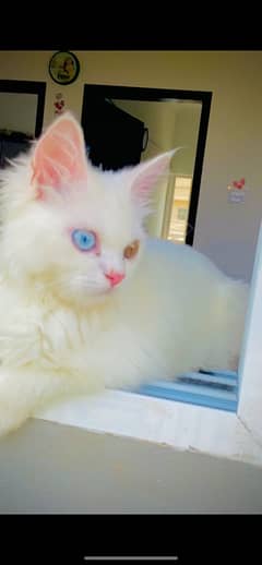 persian cat white double