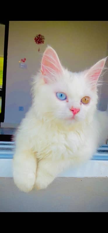 persian cat white double 1