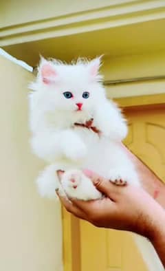 Persian beautiful Cat for sale0341/06/55/449 my WhatsApp number 0